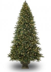 Picture of Recalled 7’ Potted Colorado Mountain Spruce